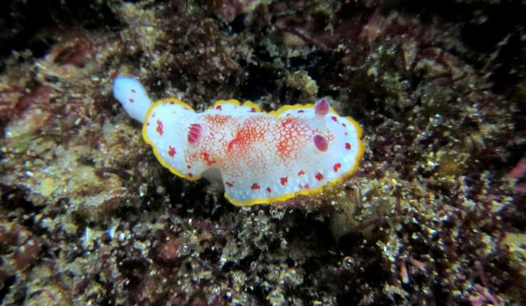 Nudibranchi