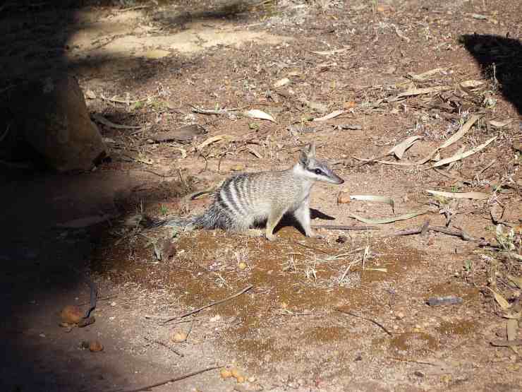 Numbat