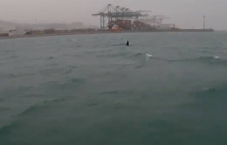 orche porto genova