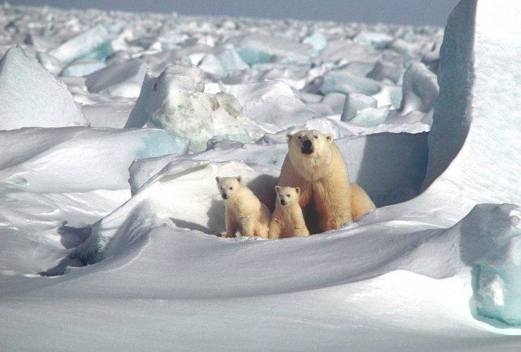 mamma orso