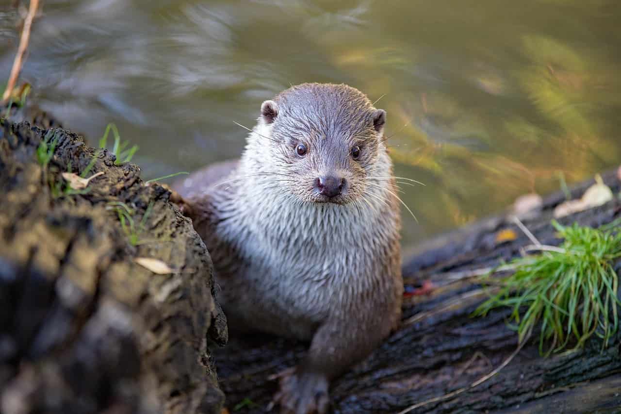 Mamma lontra (Foto Pixabay)