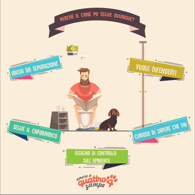 Il cane vi segue in bagno? Ecco le varie motivazioni