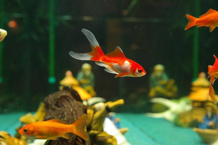 pesce in acquario