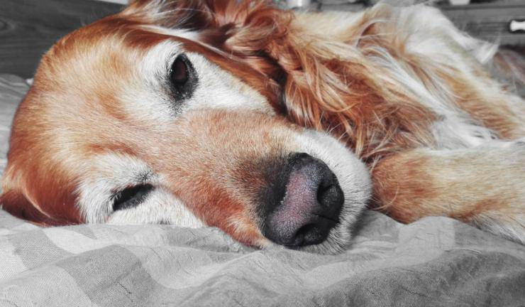 cane dentro bagagliaio