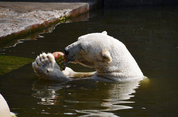 orso bianco