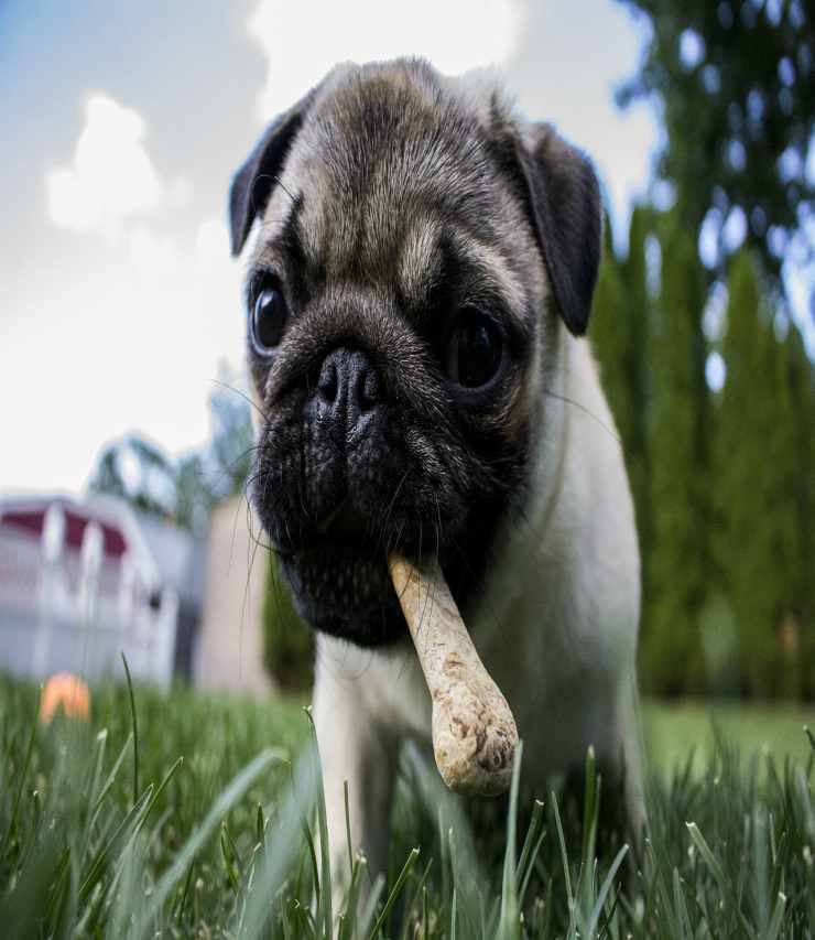 Cucciolo con l'osso (Foto Pixabay)