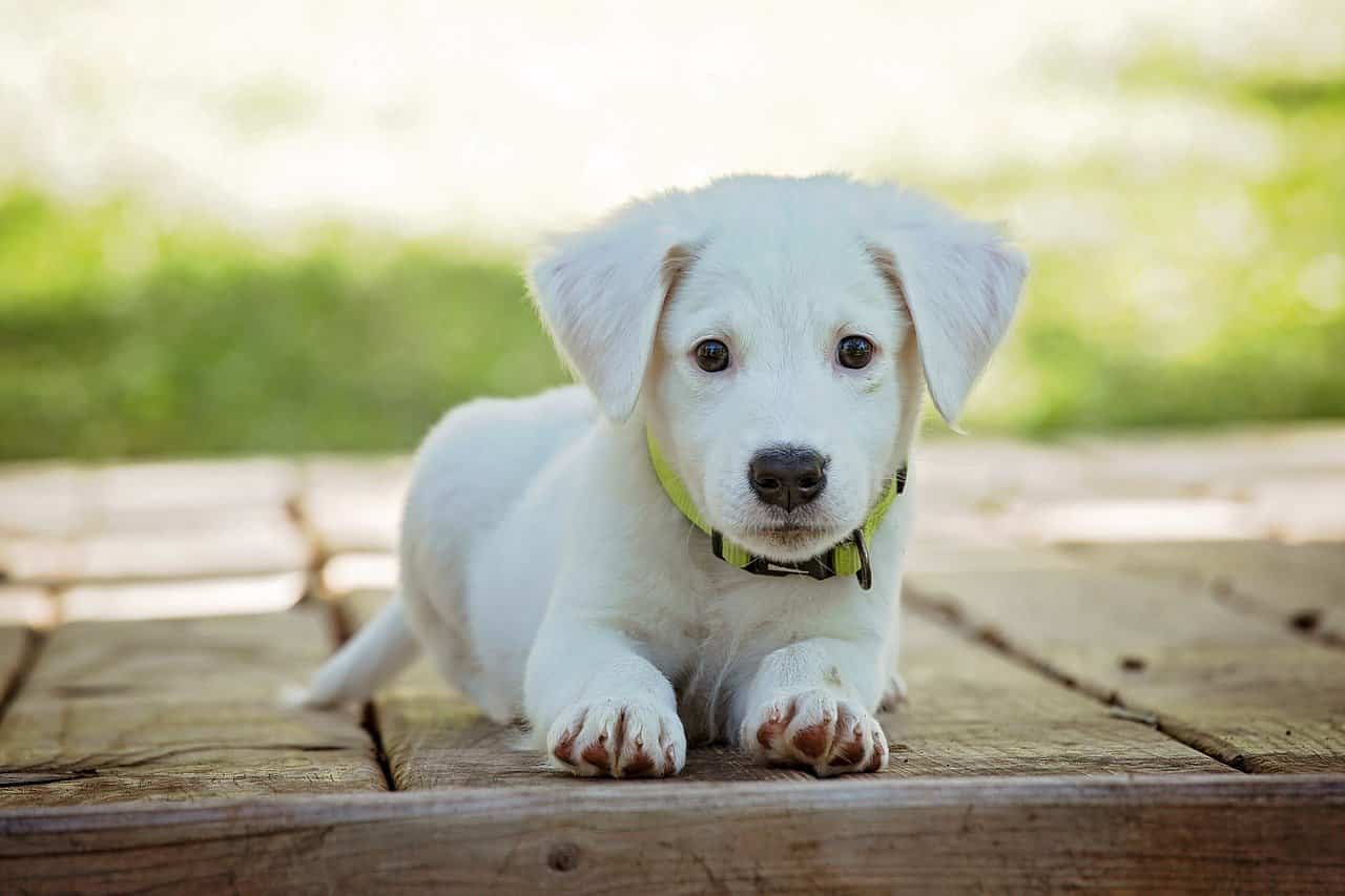 Cucciolo di cane (Foto Pixabay)