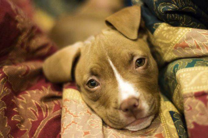 A Che Età Il Cane Sceglie Il Padrone