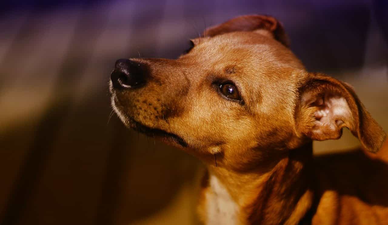 Sguardo del cane (Foto Pixabay)