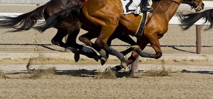 Razze Di Cavalli Piu Veloci Del Mondo Campioni Della Corsa