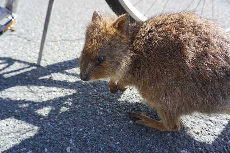 Quokka