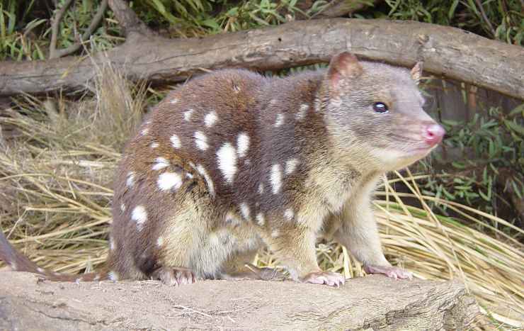 quoll