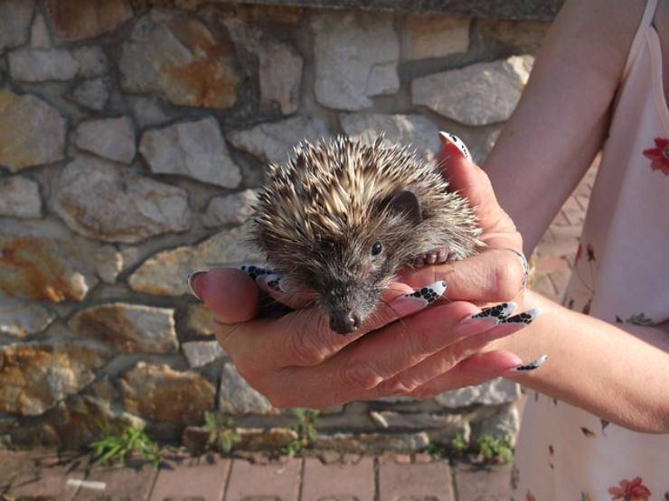 come addomesticare un riccio