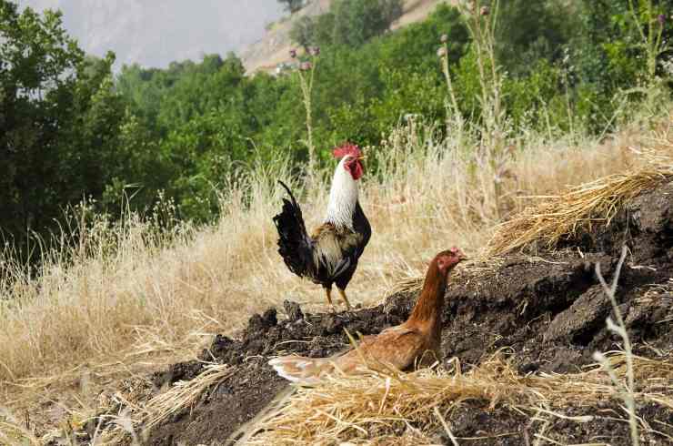 Quanto vive una gallina