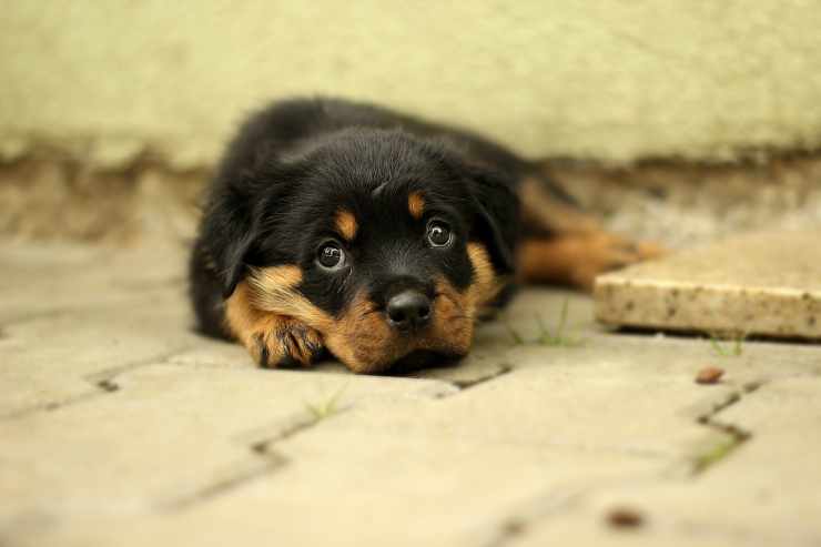 Cucciolo triste (Foto Pixabay)
