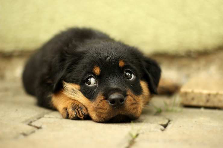 Cucciolo triste (Foto Pixabay)