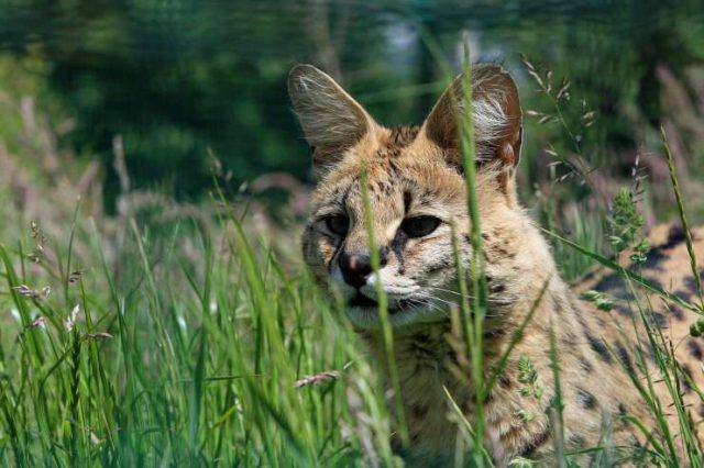 Felino Noto Anche Col Nome Di Gattopardo