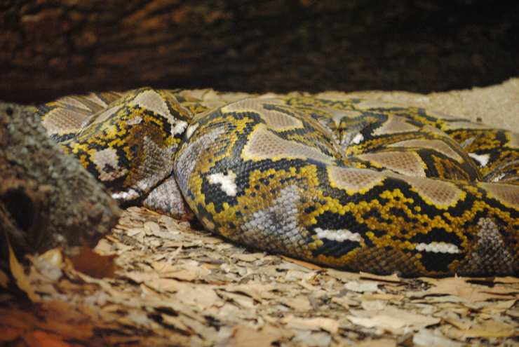 Anaconda verde