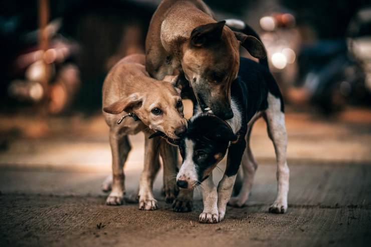 Cani attendono la salvezza (Foto Pixabay)