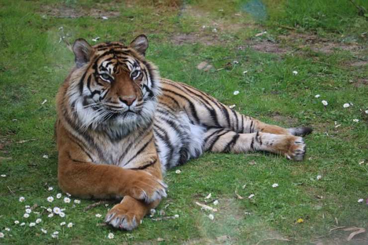 curiosita tigre