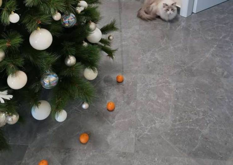 gatto albero
