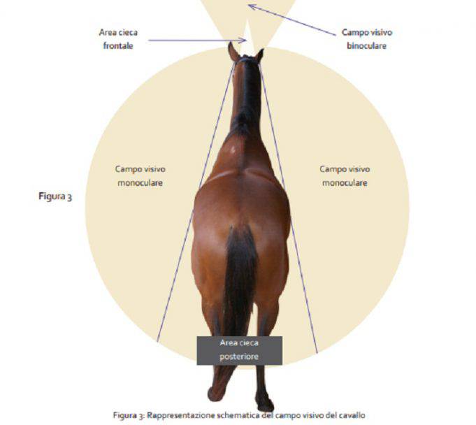 Vista del cavallo come vede l'uomo. Un senso fondamentale Vista del cavallo come vede l'uomo. Un senso fondamentale