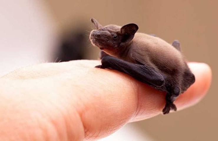 Pipistrello calabrone