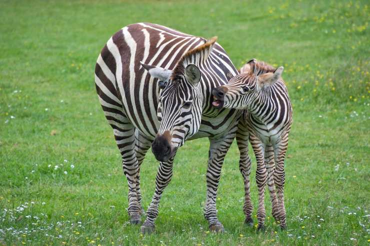 zebra e cucciolo di zebr