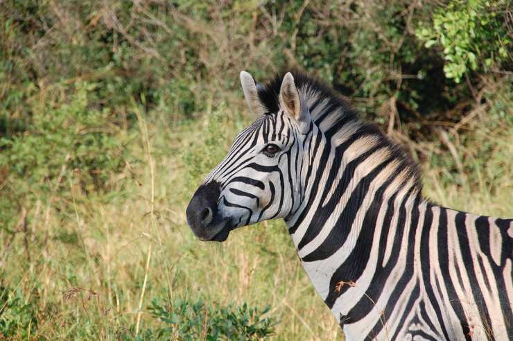 zebra habitat