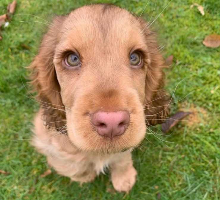 La cagnolina amorevole (Foto Instagram)