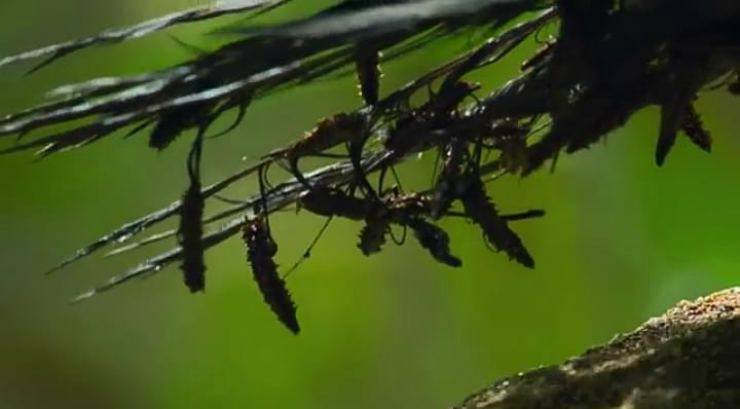 Pisonia brunoniana danni per gli uccelli (Foto video You Tube))