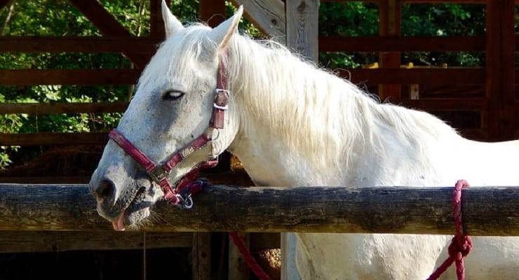 Quanto costa mantenere un cavallo