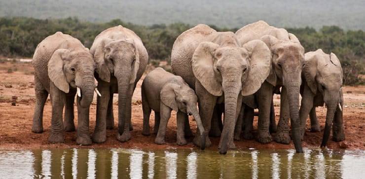 Animali del deserto