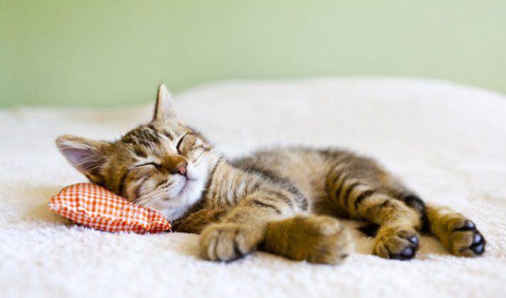 Come Capire Se Un Gatto Sta Morendo