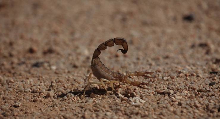 lo Scorpione del Sahara