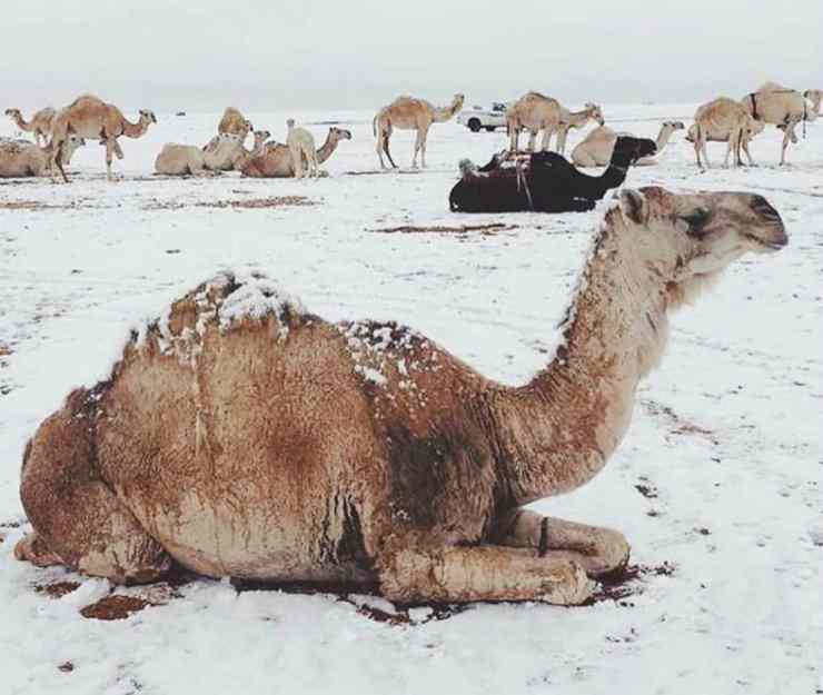 Neve in Arabia (Foto Facebook)
