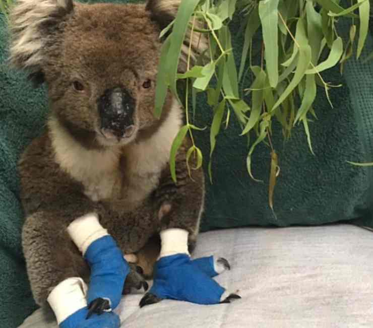 Billy, il koala che non ce l'ha fatta (Foto Instagram)