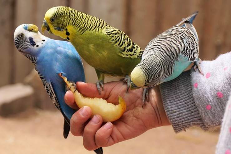 Alimenti dannosi per gli uccelli