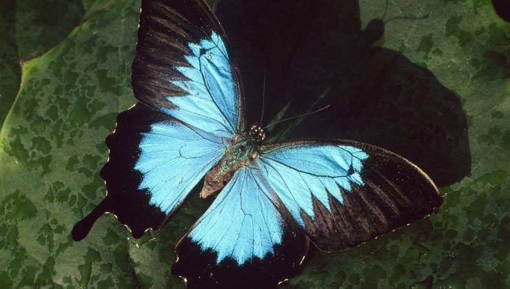 Farfalla blu e nera che ha un nome inglese che inizia per U