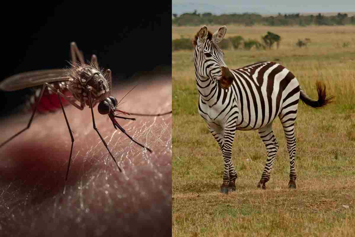 Zanzara e zebra