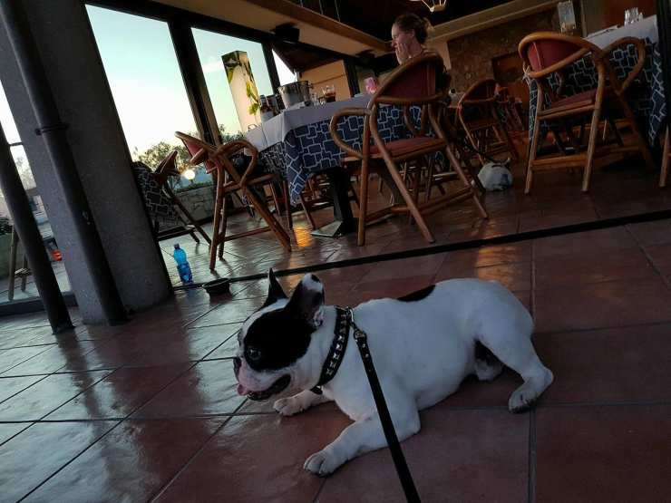 Cagnolino al ristorante Facebook