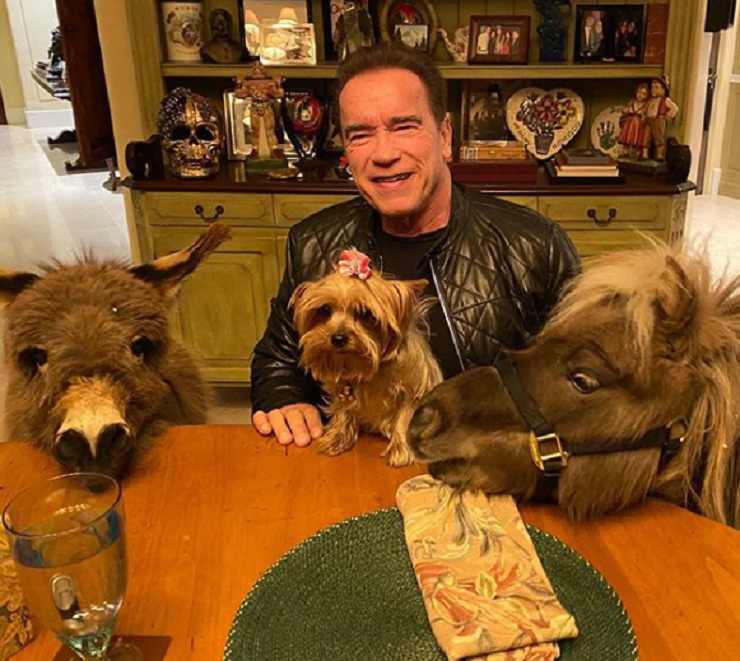 Schwarzenegger animali