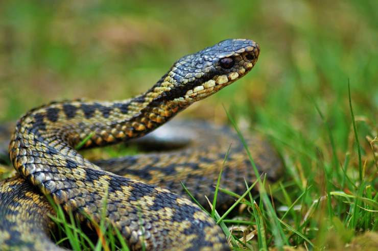 Vipera