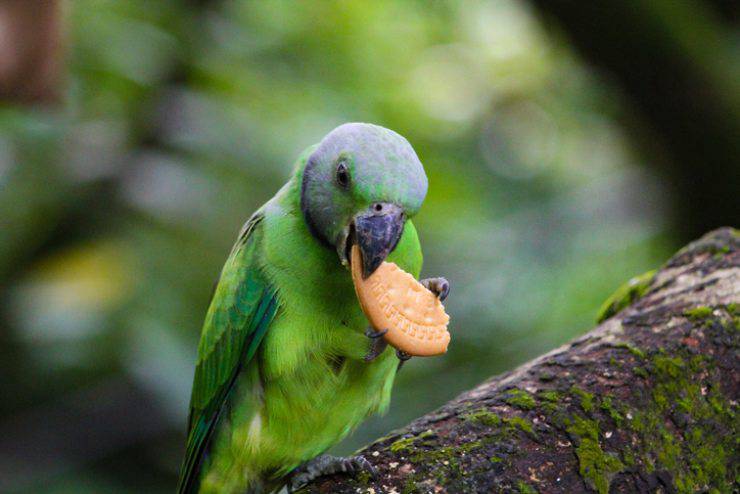 alimenti dannosi per gli uccelli