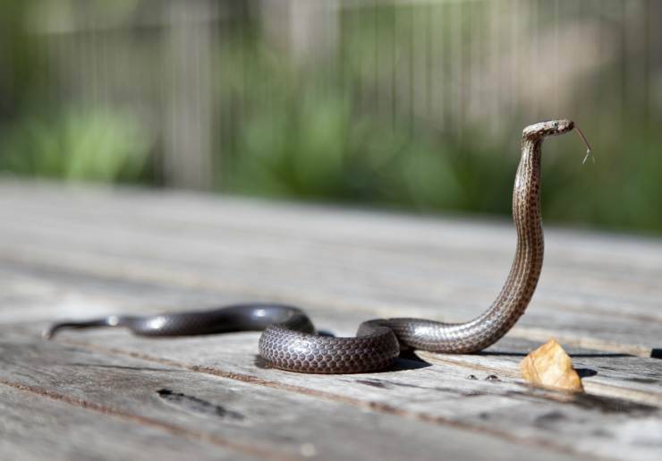 cobra pronto per la lotta (Foto Pixabay)