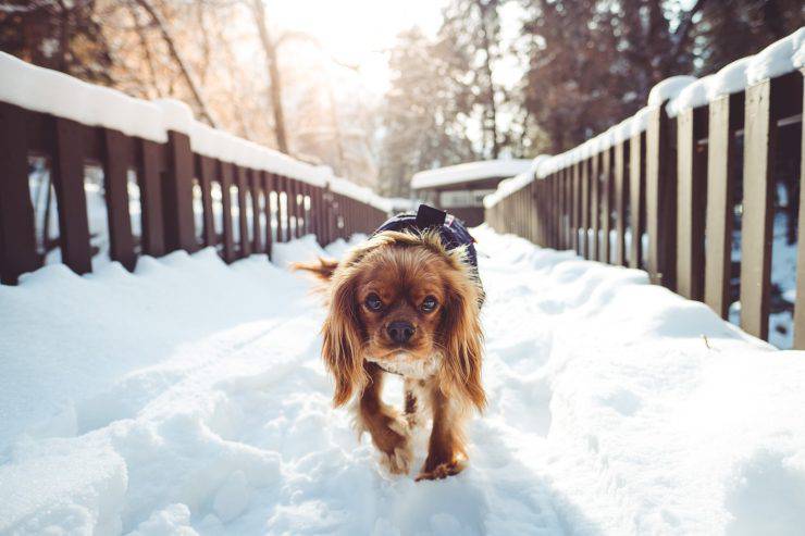 passeggiare cane freddo