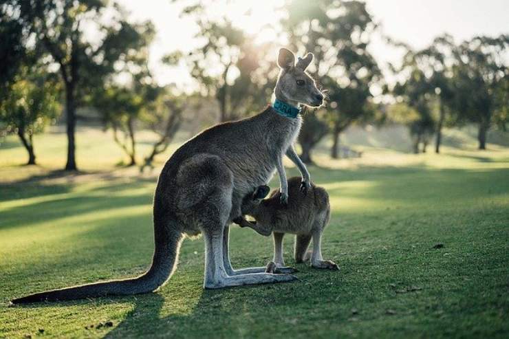 animali australiani