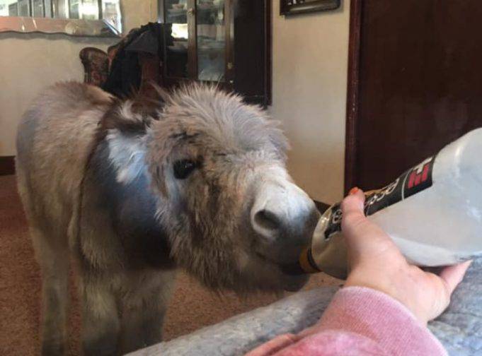 Un asino che si crede un cane la storia incredibile di Walter VIDEO