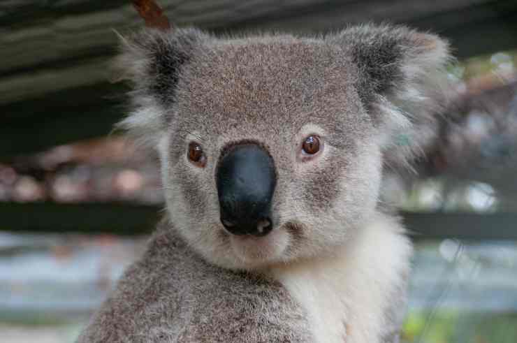 Koala in primo piano (Foto Pixabay)