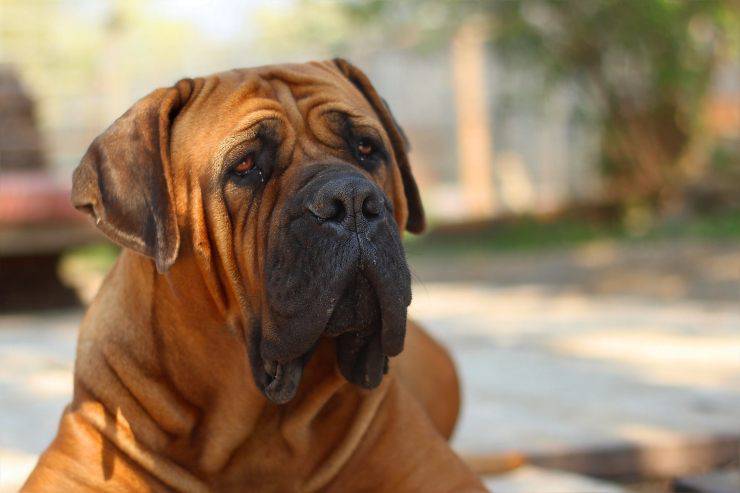 cane Boerboel